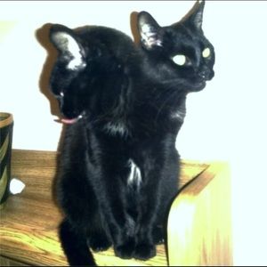 Meet your Posher, Kenya